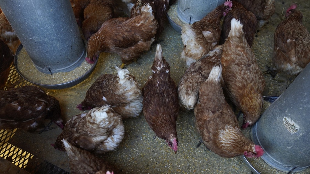 U.S. bird flu costs pile up as outbreak enters second year