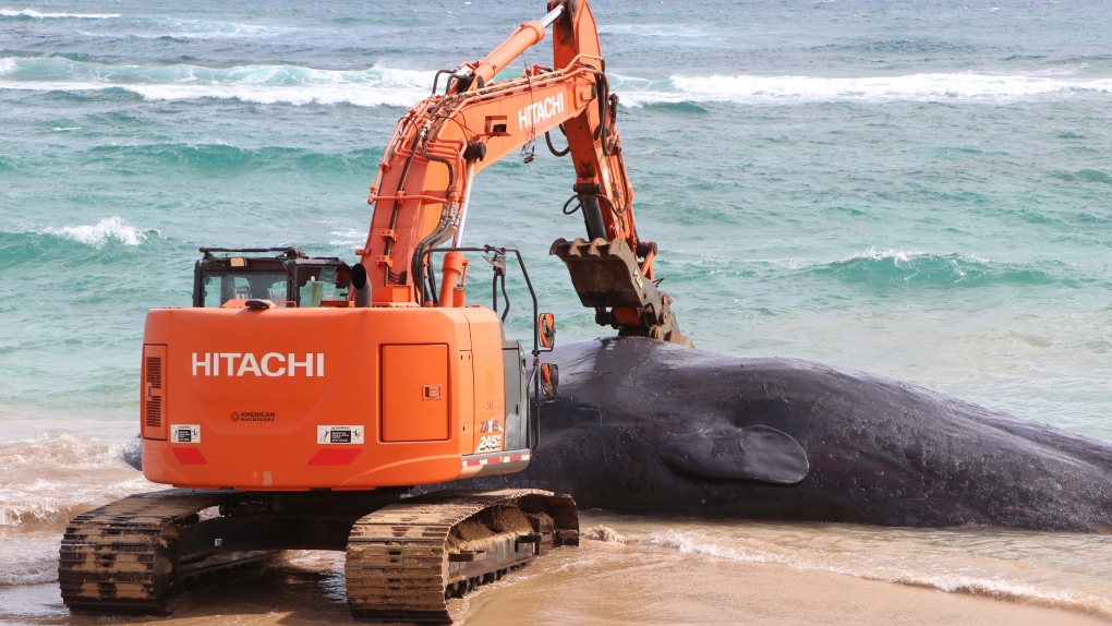 Whale dies with nets, plastic bags in stomach