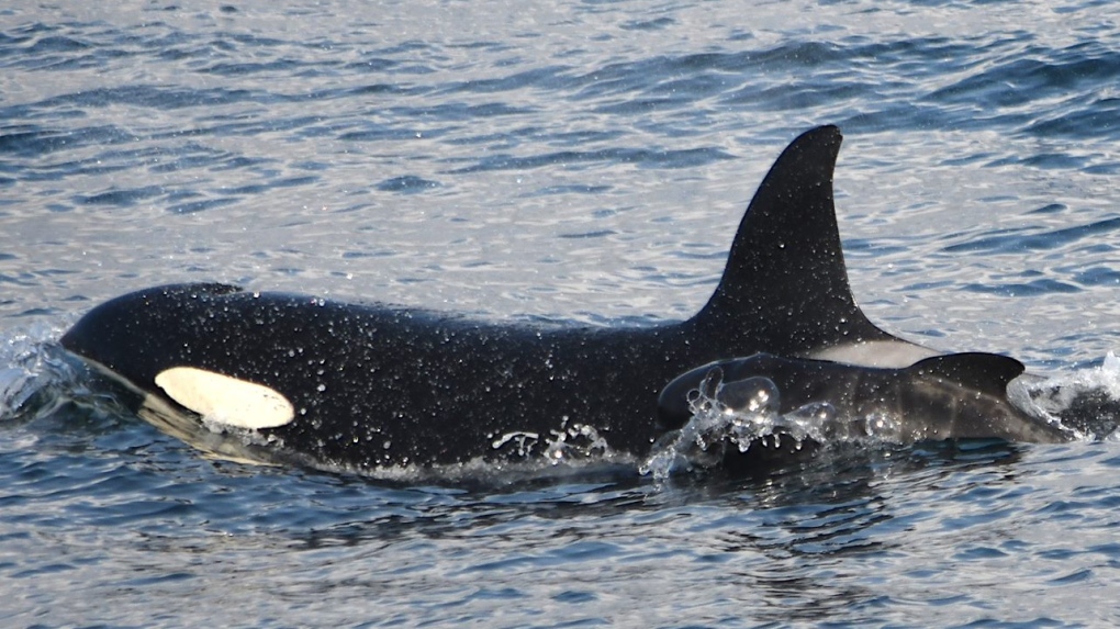 N.S. researcher identifies first recorded case of an orca caring for pilot whale baby