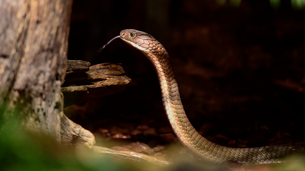 A snake that can spit and play dead - how awesome!