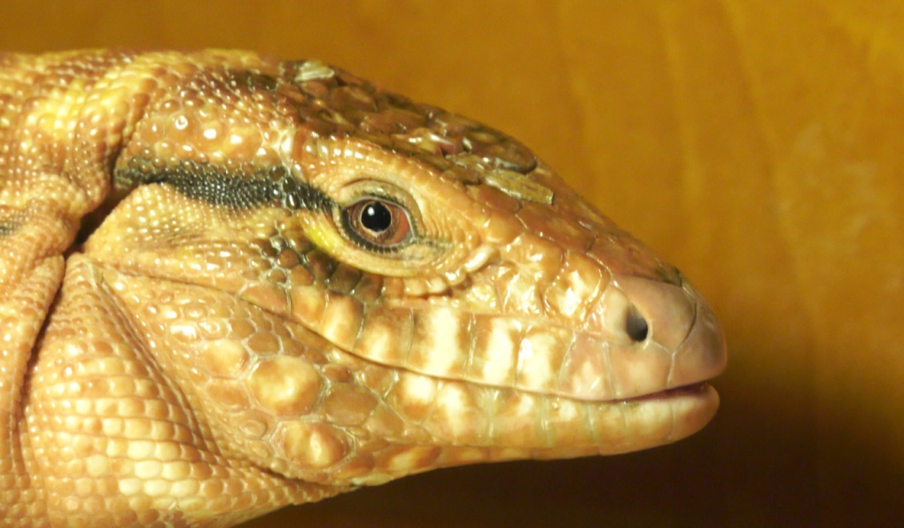 Timmins news: Reptile enthusiast looks to open exotic pet store in Timmins