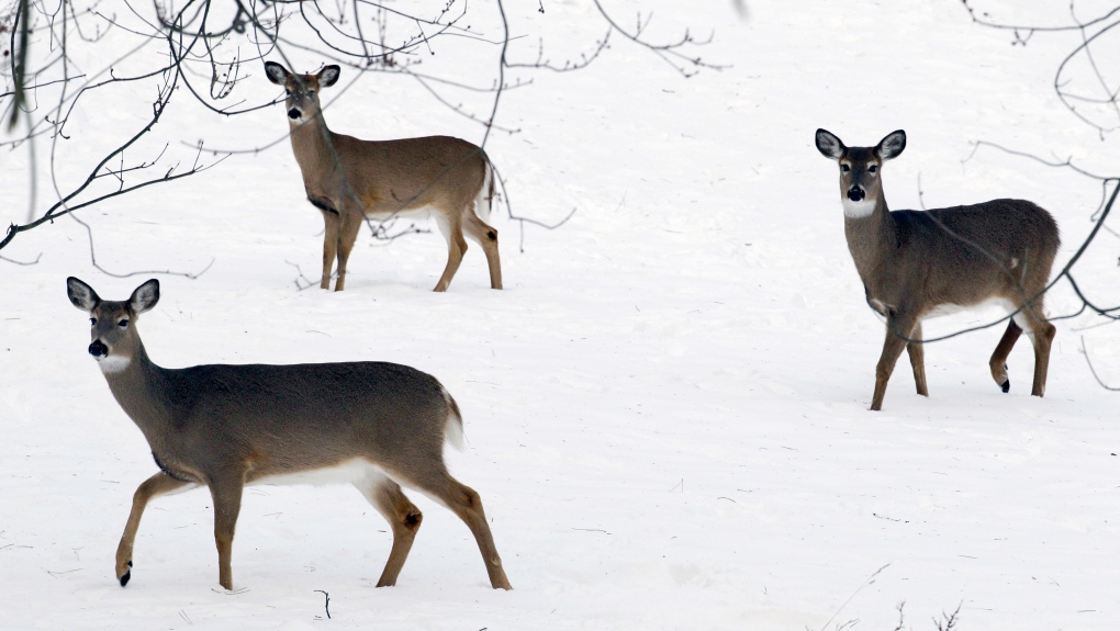 White-tailed deer harbouring COVID-19 variants thought to be nearly extinct in humans: study