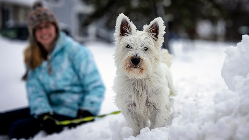 Dog-gone winter? Expert tips for a happy pet when the weather’s not great