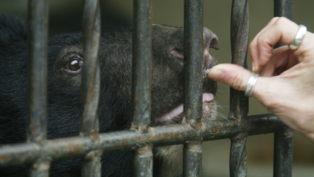 Bears rescued from illegal bile farm in Vietnam | CTV News