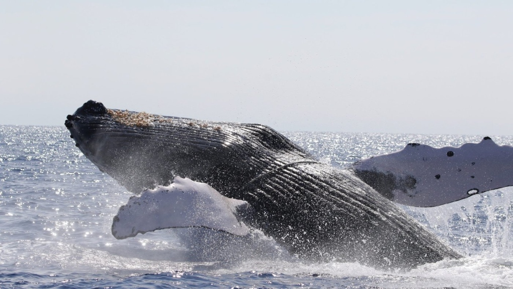 Research groups sound alarm after three whales reportedly struck by ships  off B.C. coast