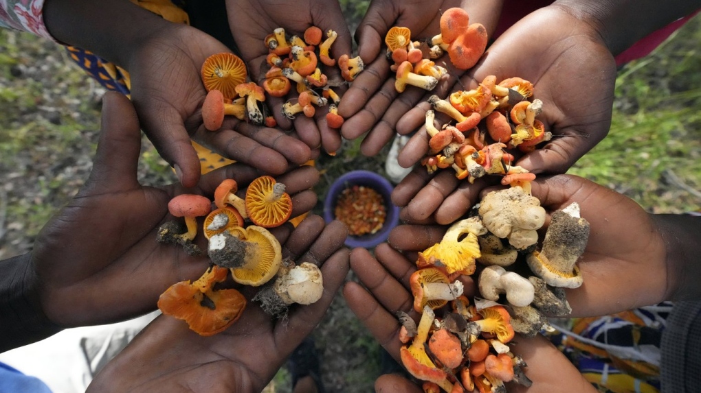 Women and men show some of the wild mushrooms they picked from a forest on the outskirts of Harare, on Feb, 24, 2023. Zimbabwe’s rainy season brings a bonanza of wild mushrooms, which many rural families feast upon and sell to boost their incomes. Rich in protein, antioxidants and fibre, wild mushrooms are a revered delicacy and income earner in Zimbabwe, where food and formal jobs are scarce for many. (AP Photo/Tsvangirayi Mukwazhi)