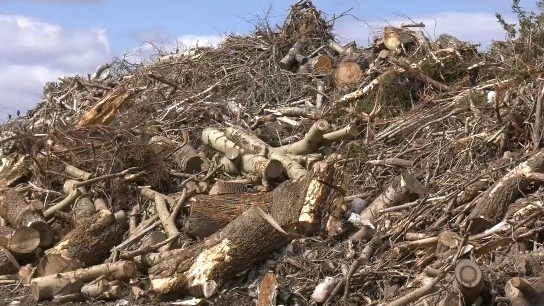 Les déchets de bois liés à Fiona s’accumulent dans 1 municipalité de la N.-É.