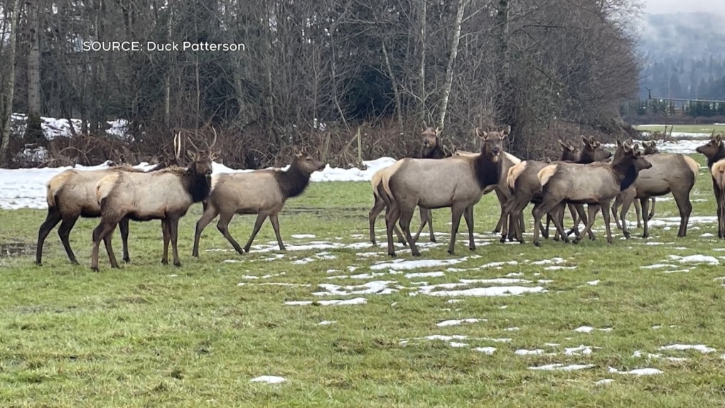 Vancouver Island farmers struggle to deal with threatened elk species