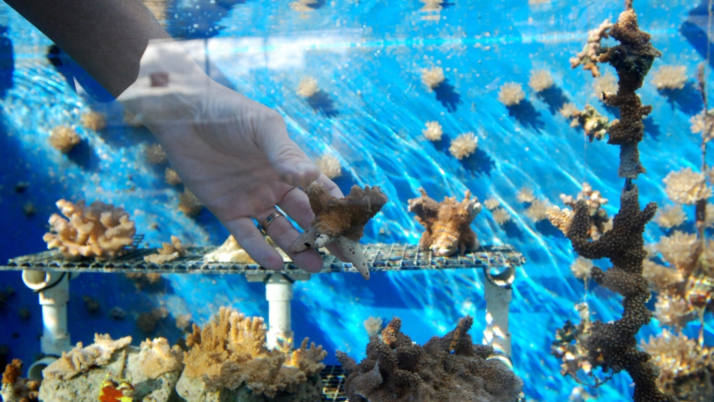 Zac Forsman, a coral recovery specialist with the state of Hawaii, holds a piece of coral he and a team of scientists have been growing at the Anuenue Fisheries Research Center’s coral nursery in Honolulu, Thursday, Feb. 11, 2016. Most of Hawaii’s species of coral is unlike other coral around the world in that it grows very slowly, making restoration projects for endangered reefs in the state difficult. But state officials have come with a plan to grow large chunks of coral in a fraction of the time it would normally take. (AP Photo/Caleb Jones)