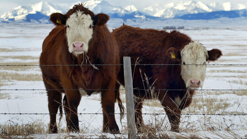 Japan to resume imports of Canadian processed beef, 20 years after mad cow disease