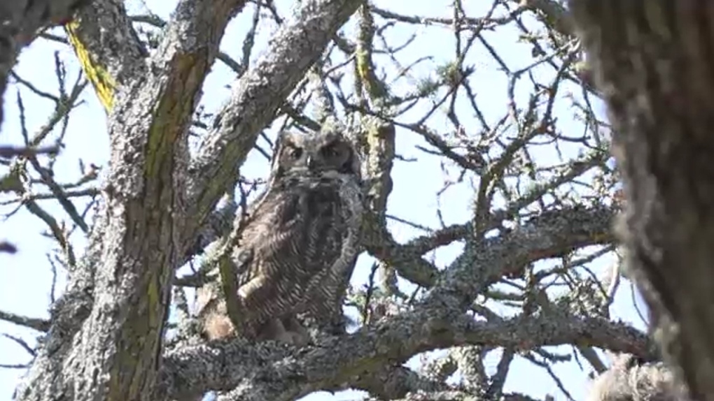 Owl family drawing attention in Victoria park