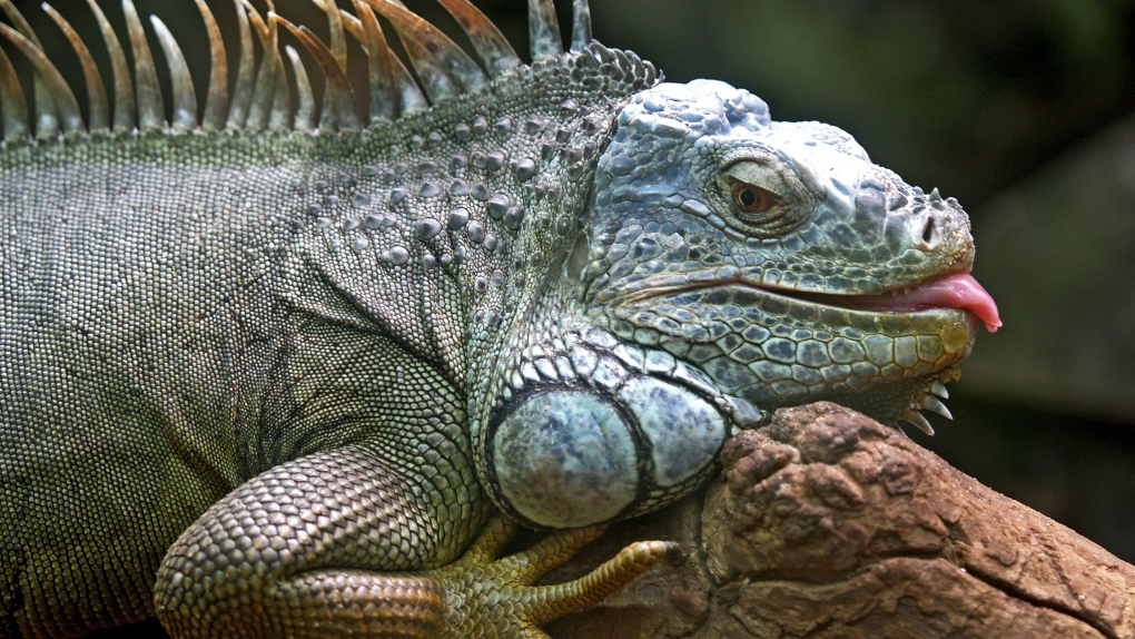 Hungry iguana bites and infects toddler with rare virus before snatching her cake