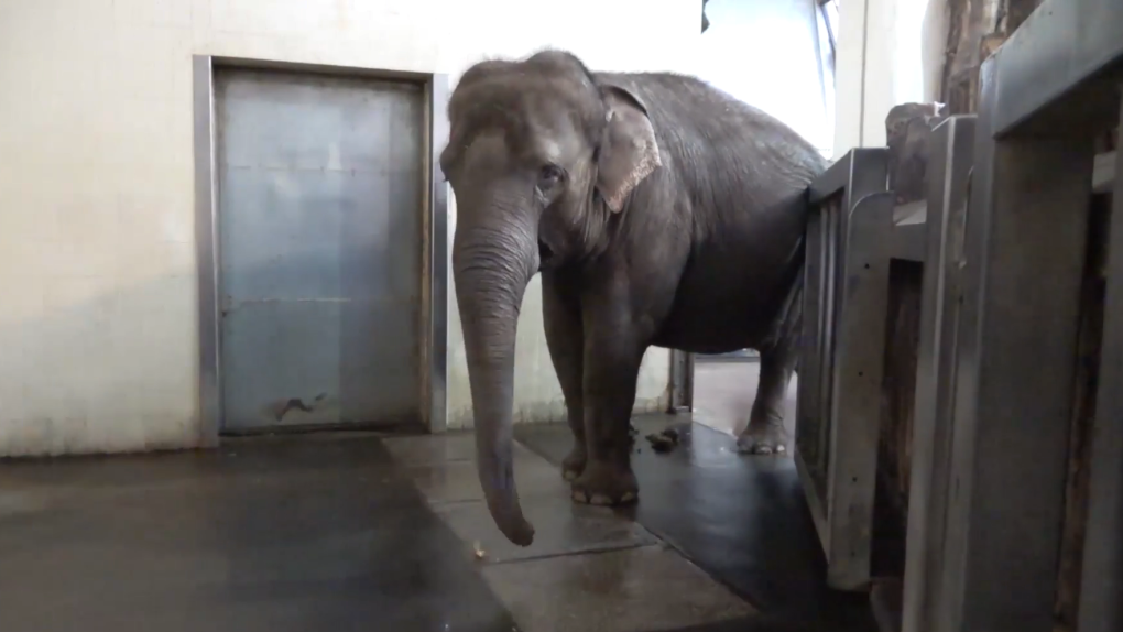 Pang Pha, an Asian elephant who lives at the Berlin Zoo, is pictured in this screenshot of a video showcasing her banana-peeling abilities. (Berlin Zoo / Current Biology, Kaufmann et al.)