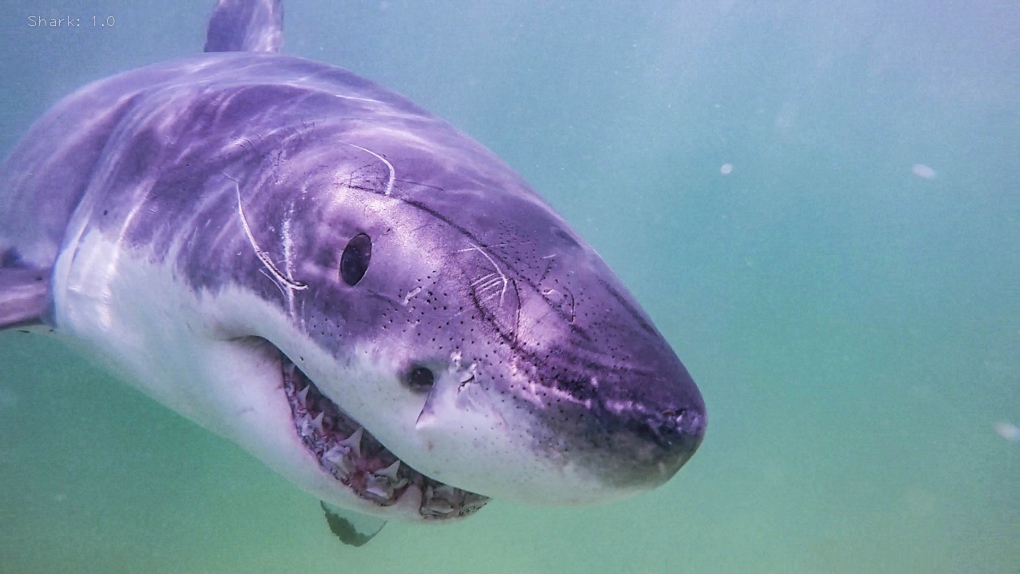 Great white sharks: N.S. company announces cage dive tours