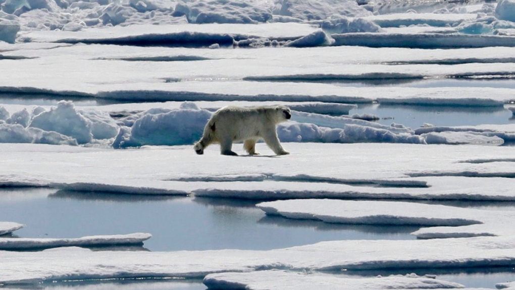 Synthetic fabric traps heat using the science of polar bear fur: study
