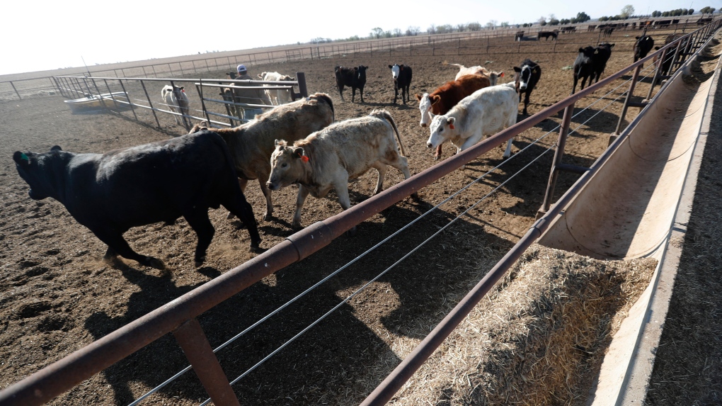 Eksplozja farmy mlecznej zabiła 18 000 sztuk bydła