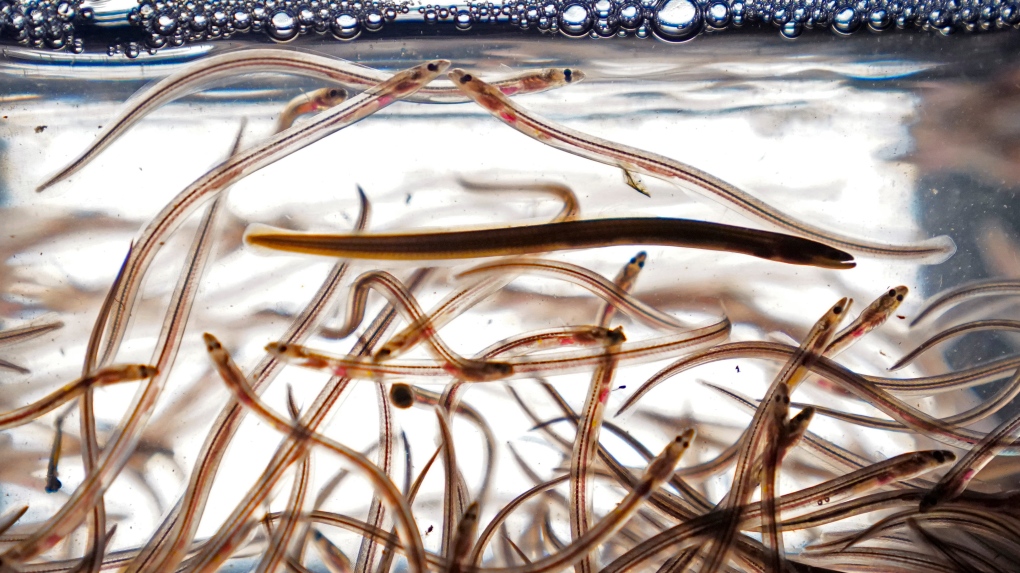 DFO shuts down lucrative baby eel fishery in Maritimes amid poaching, safety concerns