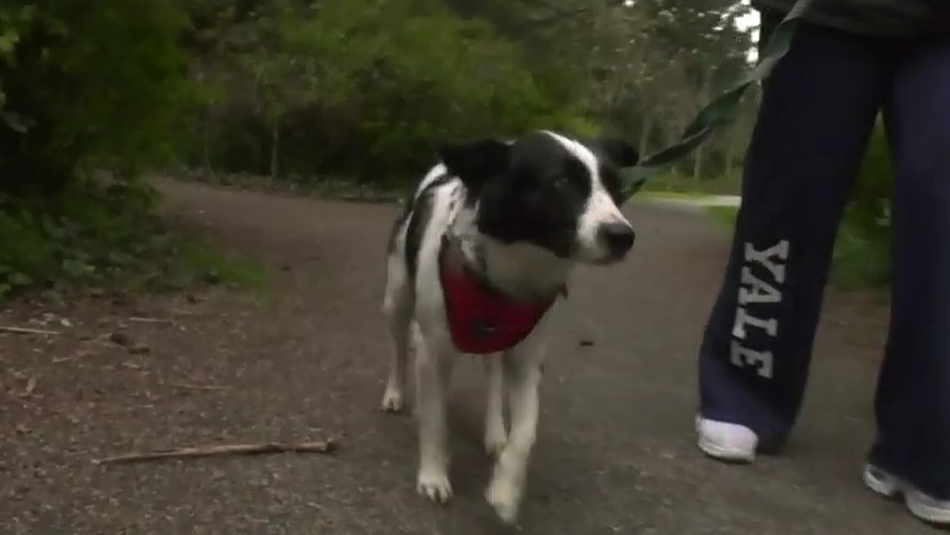 Dog survives 73 days in Vancouver Island wilderness
