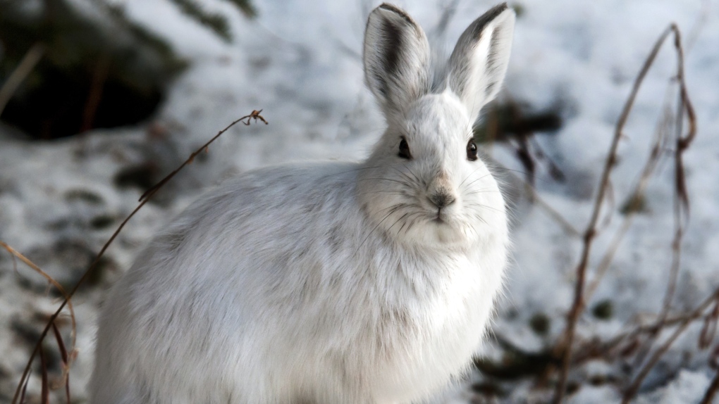 As global warming reduces snowfall, is camouflage still keeping animals safe in the winter?
