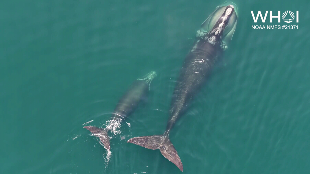 Video captures endangered right whale mother and her calf off U.S. east coast