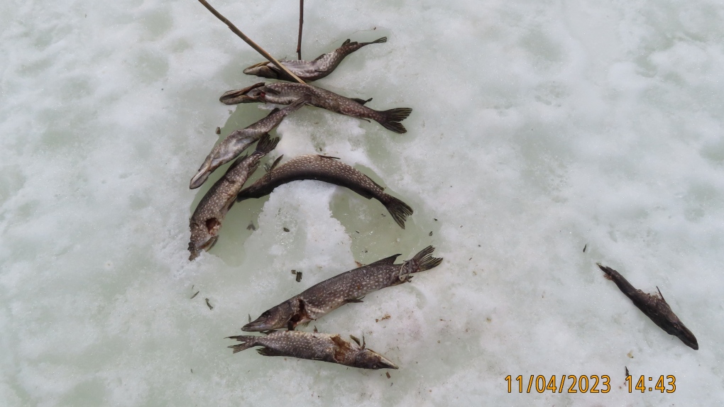 Conservation officers investigating after northern pike abandoned