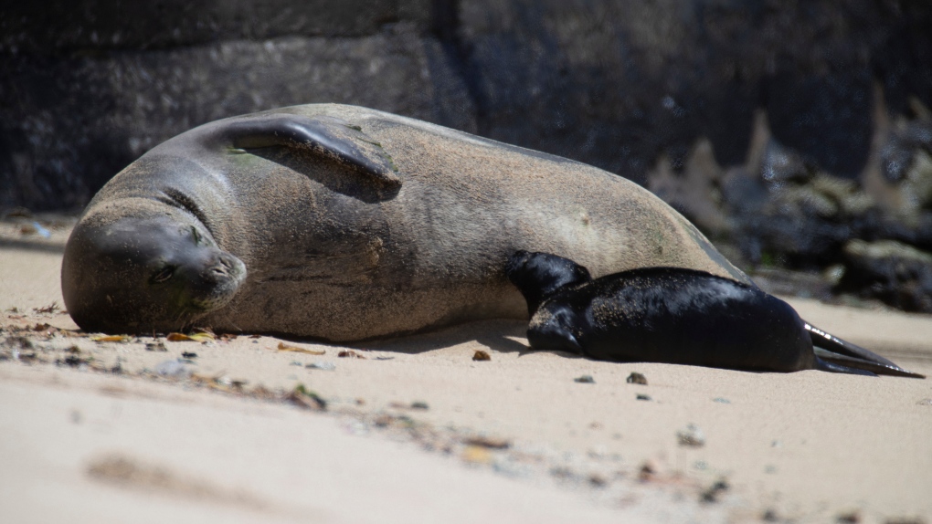 Beach birth: Hawaii blocks some Waikiki sands for seal pup