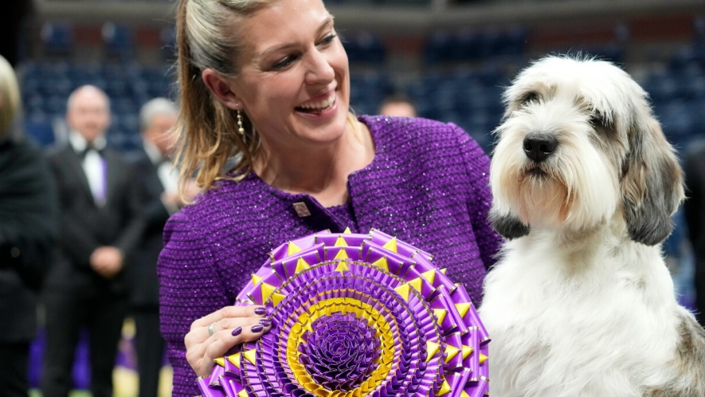Un ‘PPGV’ gana la Exposición Canina de Westminster, una novedad para la raza