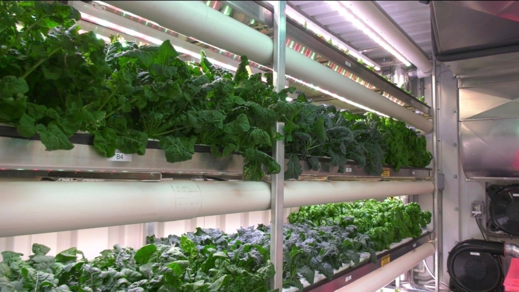 Muskoka co-op's hydroponic farming initiative tackles food insecurity  head-on