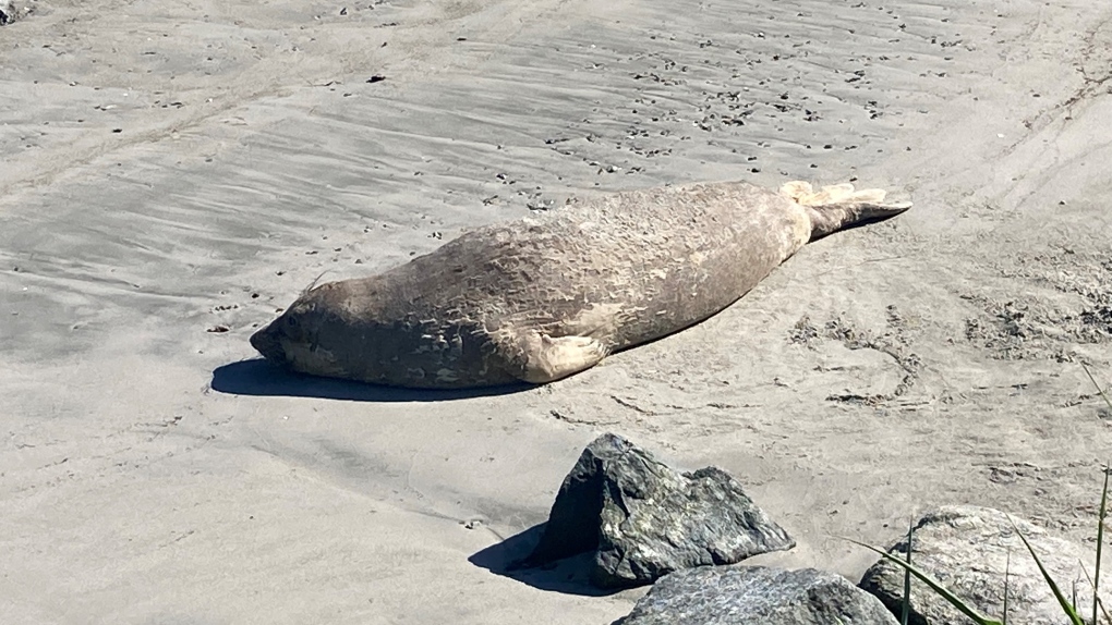 Elephant seal leaves Esquimalt beach due to dogs