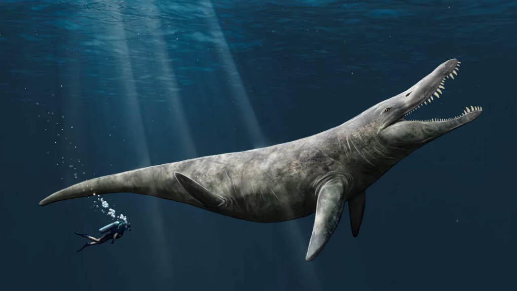 Jurassic sea giants were twice the size of a killer whale, study finds