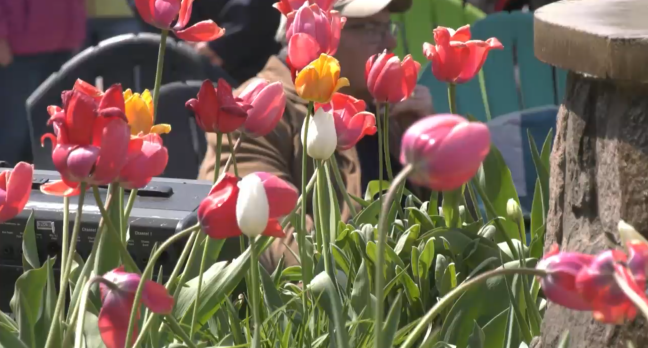 Clearview markeert de bevrijding van Nederland met een tulpenfeest