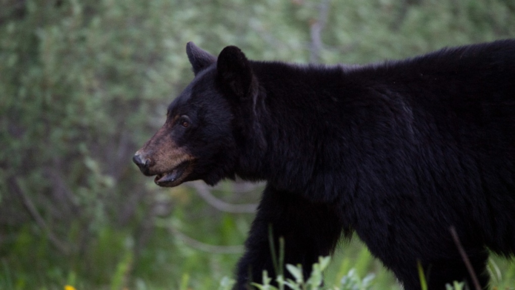 Cyclist recovers after T-boning a bear as spring brings spike in ursine encounters
