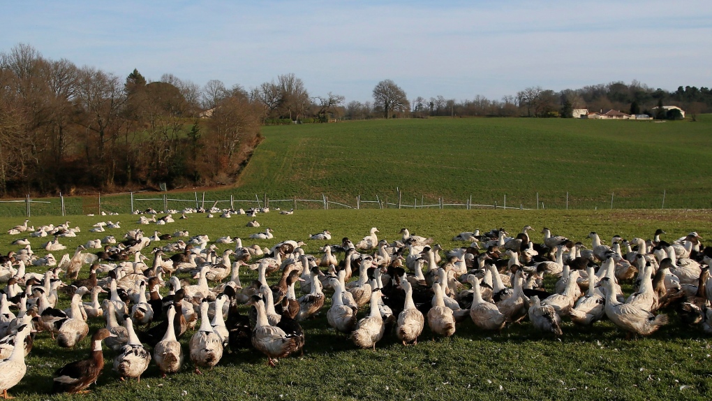 France confirms bird flu vaccination after favourable tests
