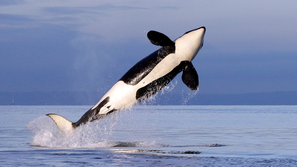 Killer whales wreck boat in latest attack off Spain