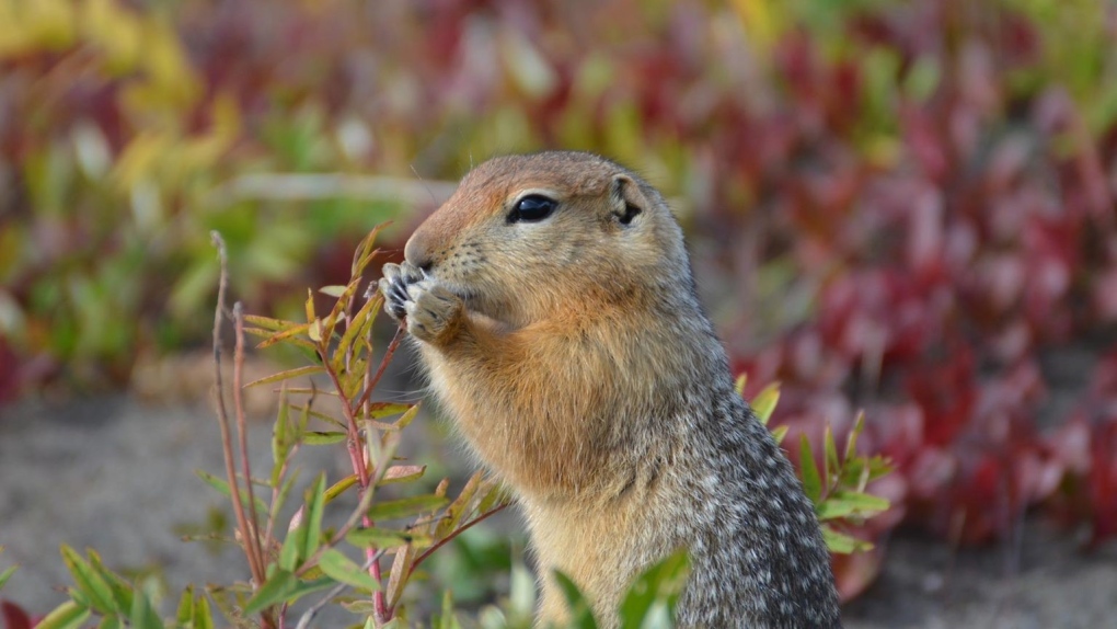 A juvenile arctic ground squirrel foraging near Toolik Field Station in northern Alaska. (Credit: Cory Williams)