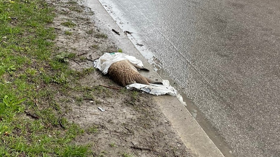 Toronto actor waits 2 weeks for dead raccoon to be removed by city crews amid delays