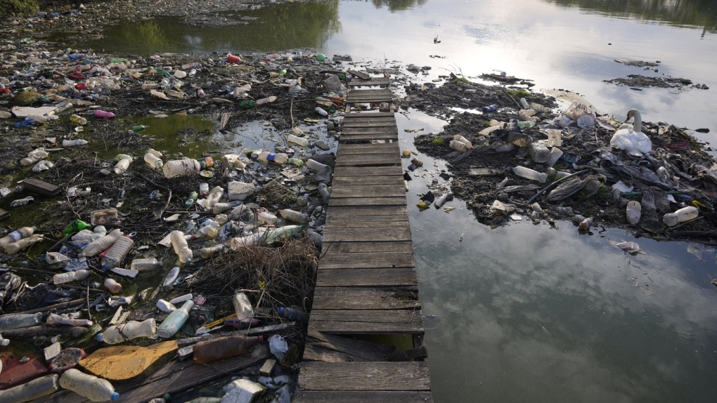 A swan stands between dumped plastic bottles and waste at the Danube river in Belgrade, Serbia, on April 18, 2022. A new study says Earth has pushed past seven out of eight scientifically established safety limits and into “the danger zone,” not just for an overheating planet that’s losing its natural areas, but for well-being of people living on it. The study, published Wednesday, May 31, 2023, for the first time it includes measures of “justice,” which is mostly about preventing harm for groups of people. (AP Photo/Darko Vojinovic)