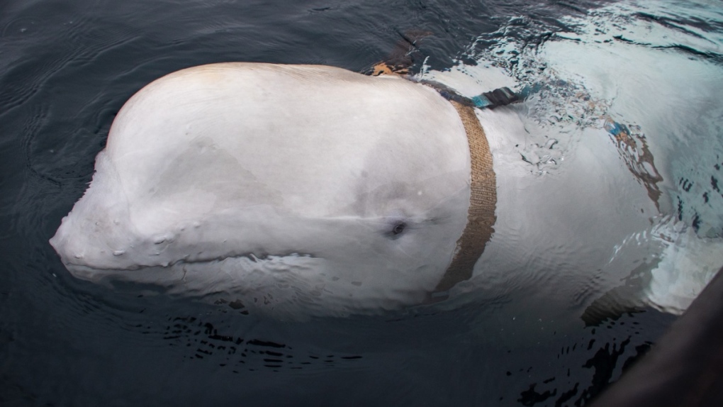 Conoce a Hvaldemir, la ballena beluga ‘espía’ vista en Suecia