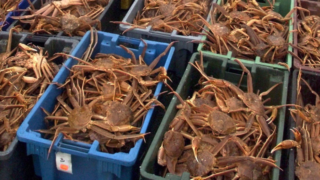 As crab fishery protest enters fourth week, N.L. minister asks union for secret vote