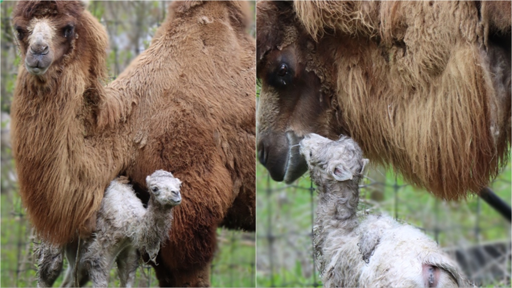 It's a girl! Toronto Zoo welcomes critically-endangered baby camel
