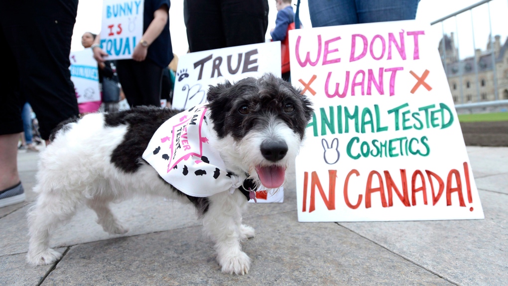 Canada takes steps to ban toxicity testing on animals. What this means