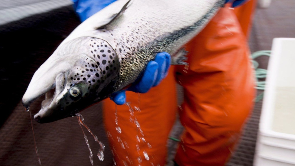 Global salmon farm company with B.C. ties backs land-based aquaculture in Japan