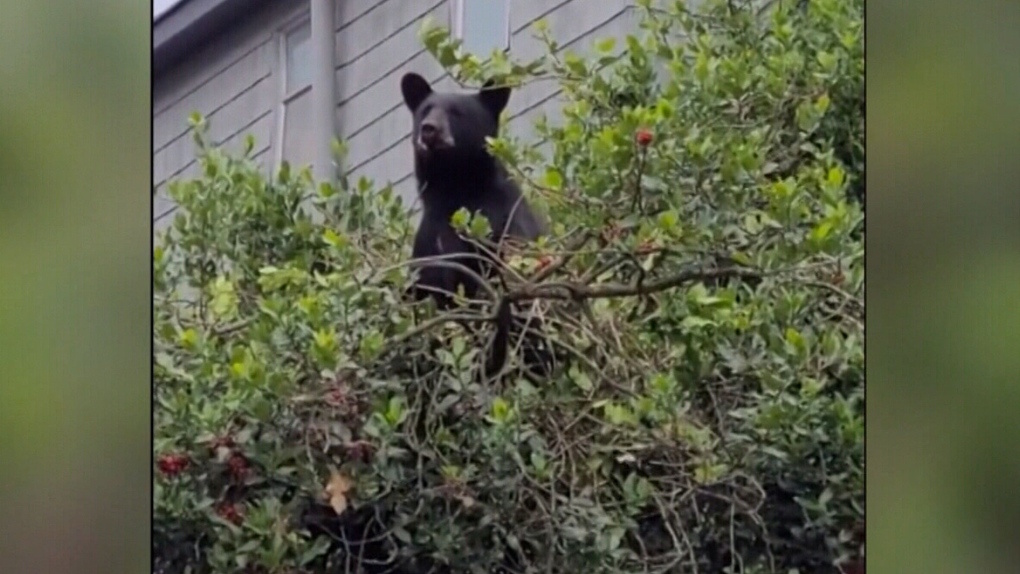 'It's pretty shocking': Black bear visits East Vancouver neighbourhood