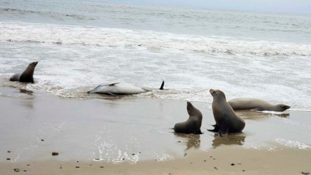 Cientos de delfines y leones marinos han aparecido muertos o enfermos en California en medio de una proliferación de algas tóxicas.