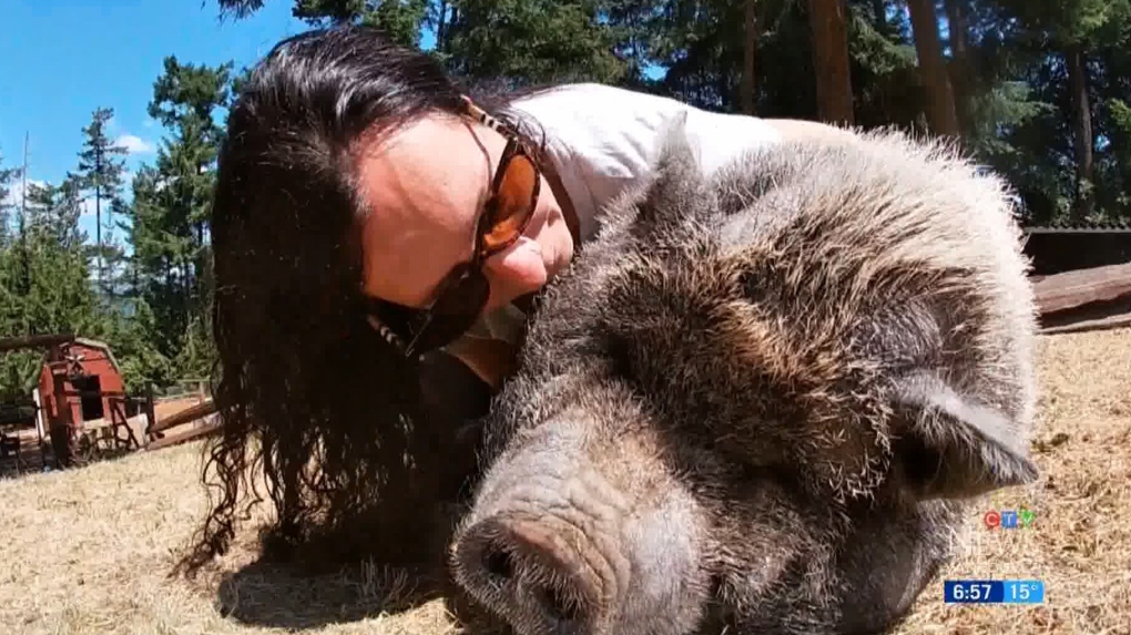 'The classic David and Goliath story': Pig versus bear stand-off caught on camera