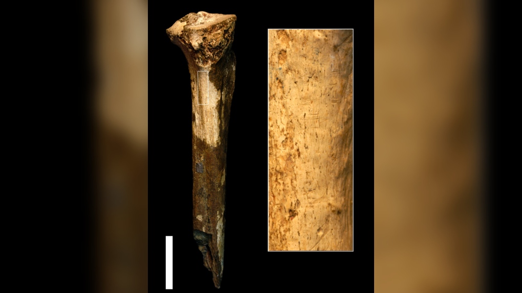 Human relatives used tools to butcher and likely eat each other 1.45 million years ago: study