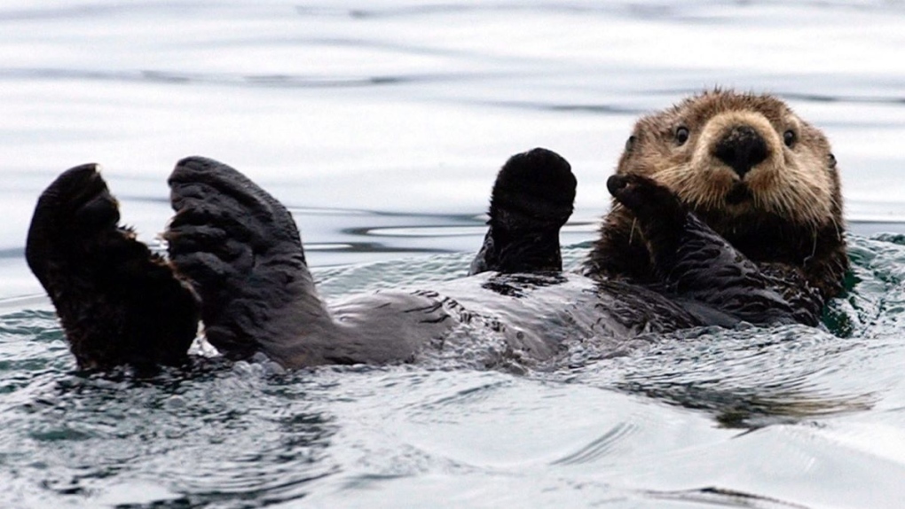Sea otters could save kelp forests off Northern California coast | CTV News