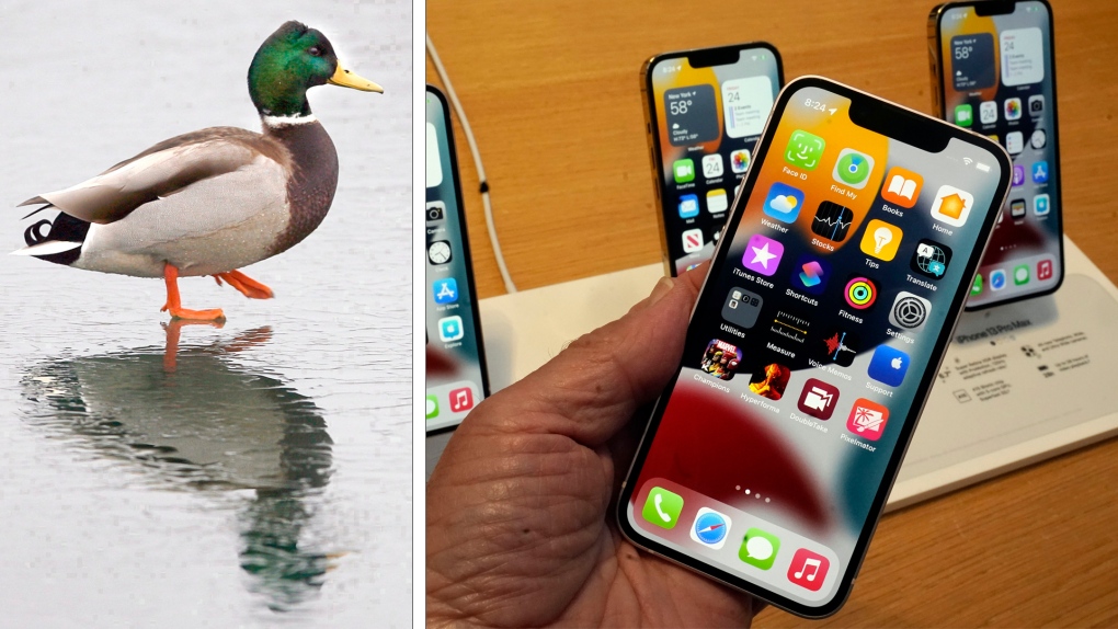 About ducking time: Apple to tweak iPhone autocorrect function