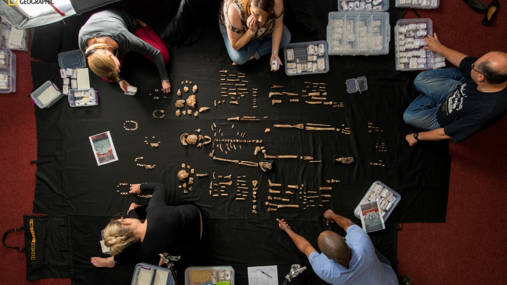 In this photo provided by National Geographic, researchers lay out fossils of Homo naledi at the University of the Witwatersrand's Evolutionary Studies Institute in Johannesburg, South Africa in 2014. (Robert Clark/National Geographic via AP)
