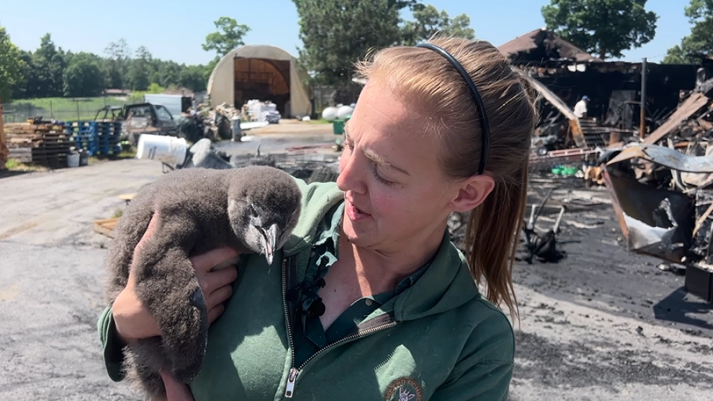 When lead zookeeper Jessica Gring found out the Metro Richmond Zoo was on fire, she jumped into her car and drove to work to help. (WTVR via CNN)